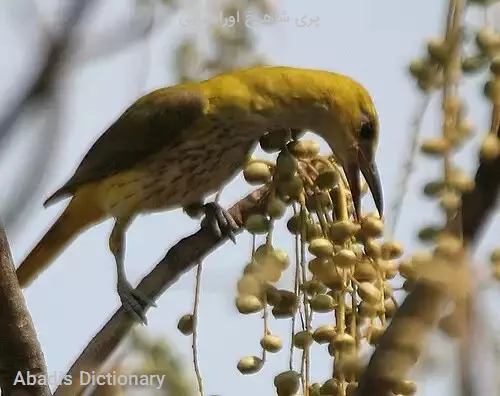 پری شاهرخ اوراسیایی